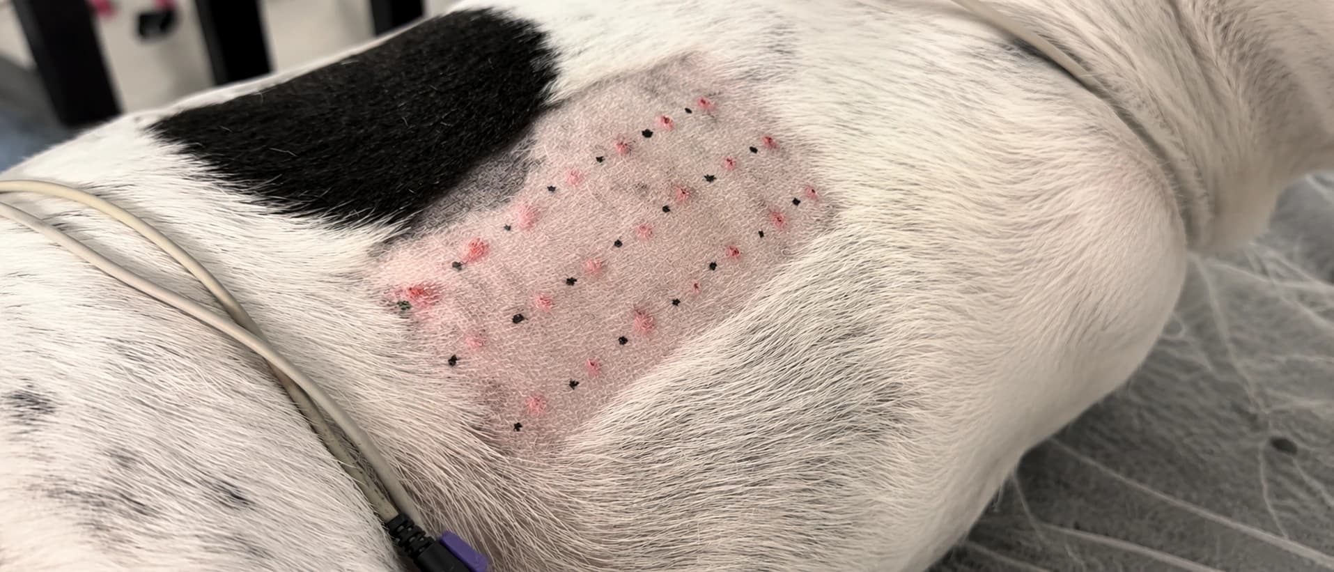 Imagem de cachorro deitado com os pontos feitos na pele para o teste alérgicoi