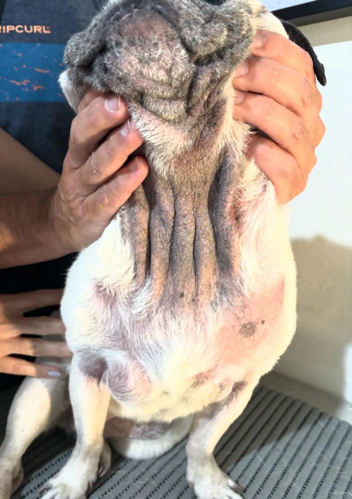 Antes: cão braquicefálico com pele escurecida e espessada nas pregas do pescoço e eritema no abdômen