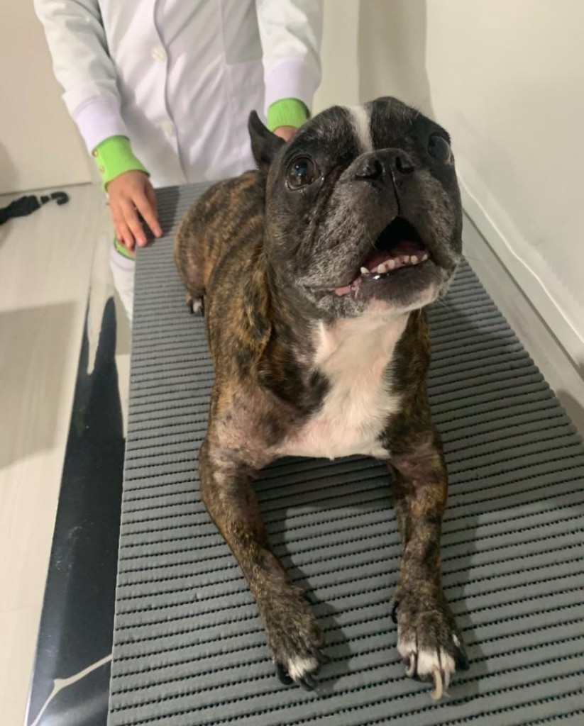 Depois: o mesmo cão após o acompanhamento, com pelo recuperado nas axilas e nos membros dianteiros