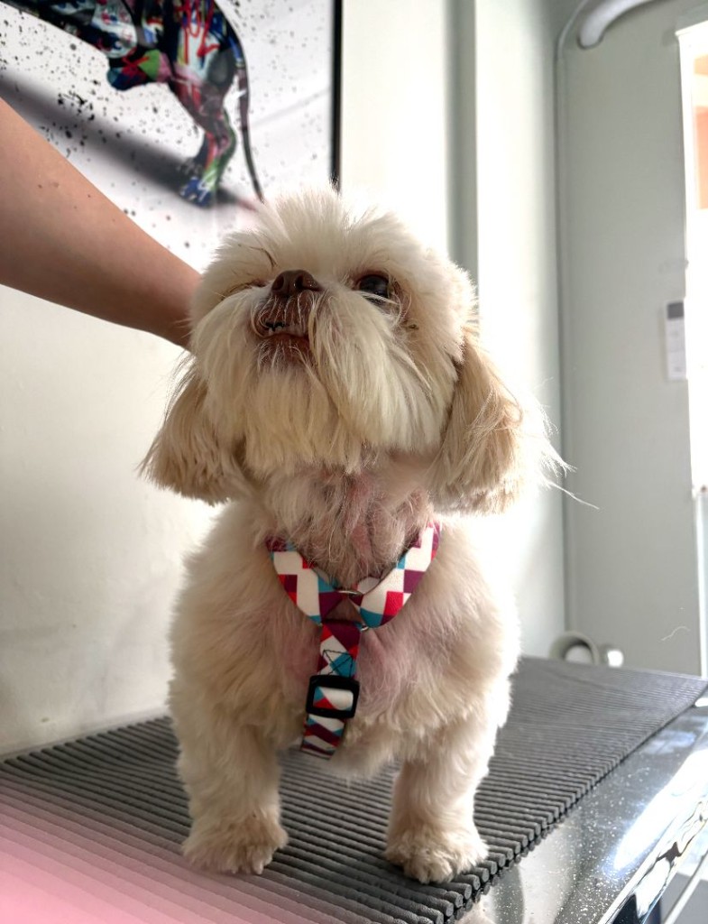 Antes: cão de pelo claro com falha de pelo e pele avermelhada na região do peito